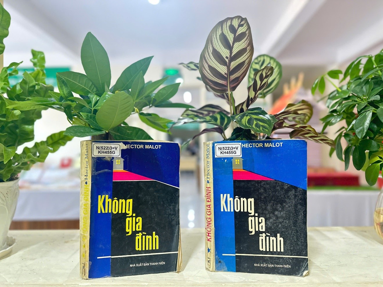 Không gia đình – Đi tìm một nơi để thuộc về
